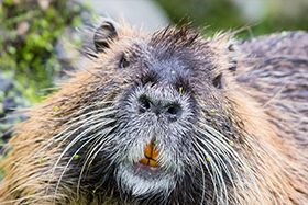 Specie aliene invasive: tu quanto ne sai?