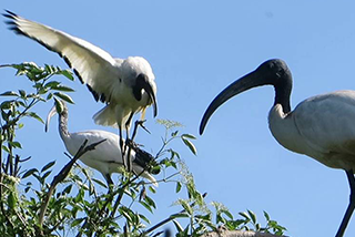 Ibis sacro, ospite sgradito nel Delta del Po