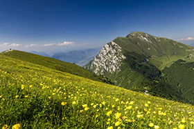 La flora aliena campione di corsa in montagna!